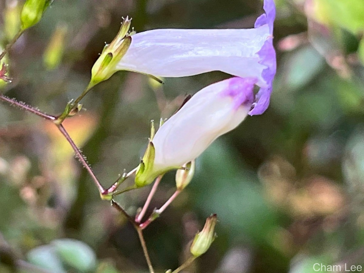Strobilanthes helicoides T.Anderson